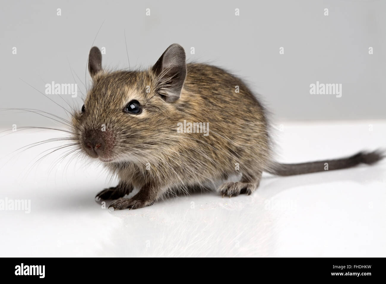 little baby rat profile full-sized closeup view on neutral background Stock Photo
