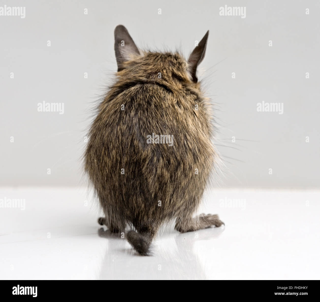 little baby degu back full-sized closeup view on neutral background Stock Photo