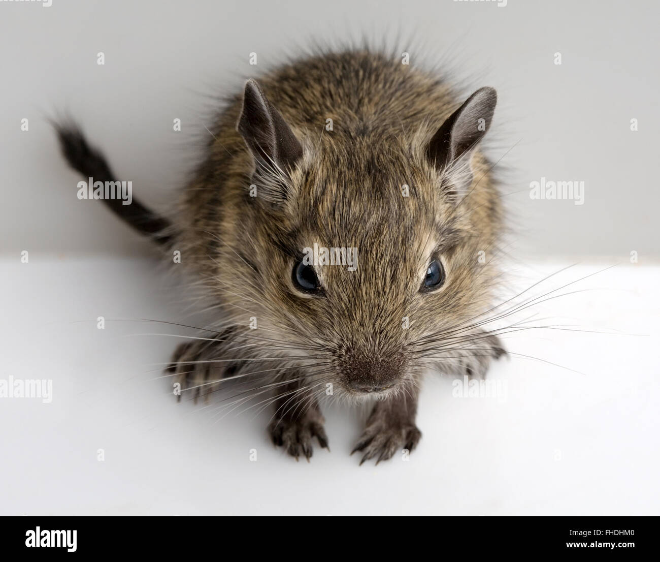 little baby hamster front full-sized closeup view on neutral background Stock Photo