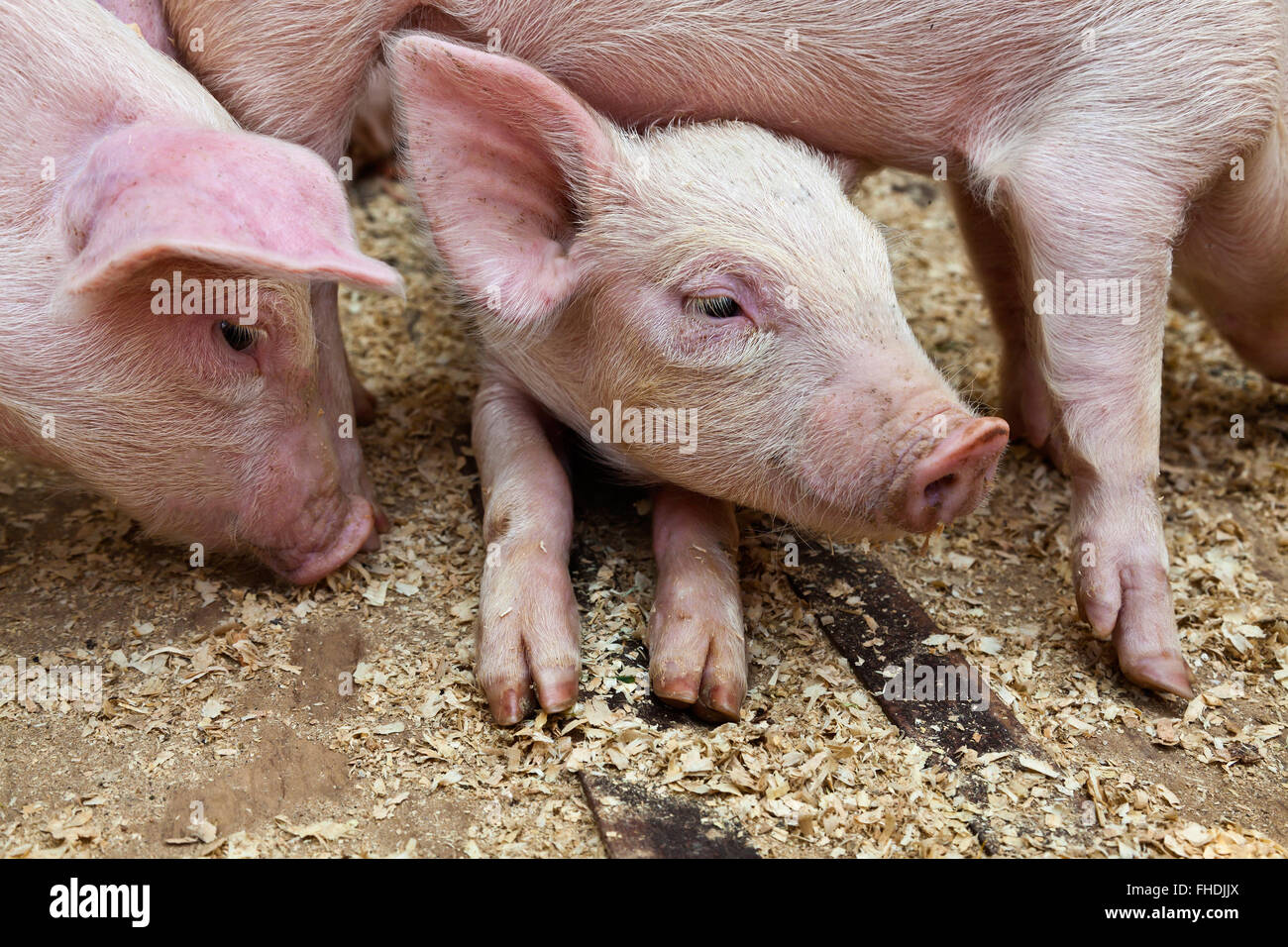 PIGS for sale at a livestock market OAXACA, MEXICO Stock Photo Alamy