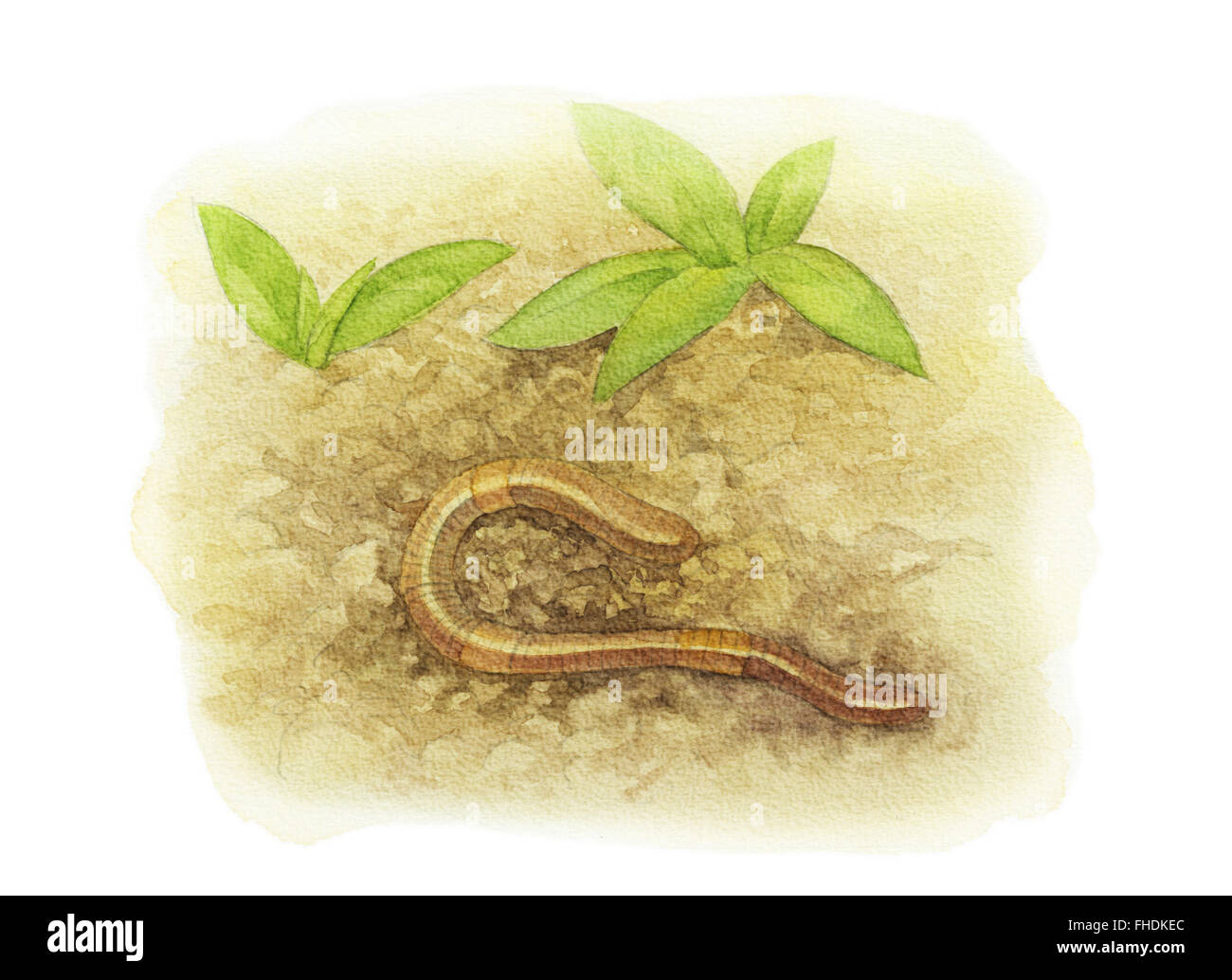 Earthworm illustration hi-res stock photography and images - Alamy