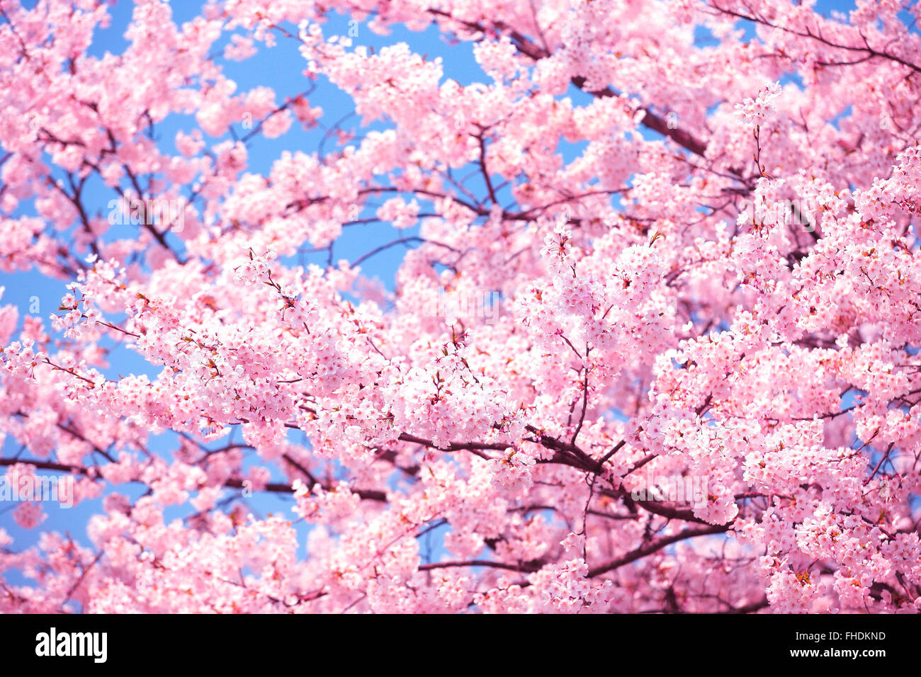 Scattering cherry blossoms hi-res stock photography and images - Alamy