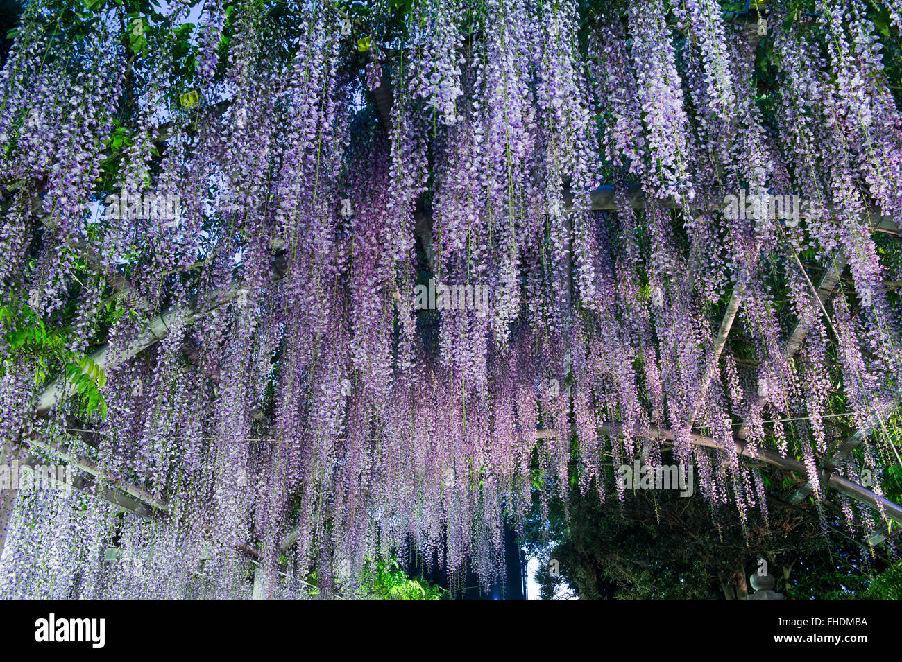 Wisteria flowers hires stock photography and images Alamy