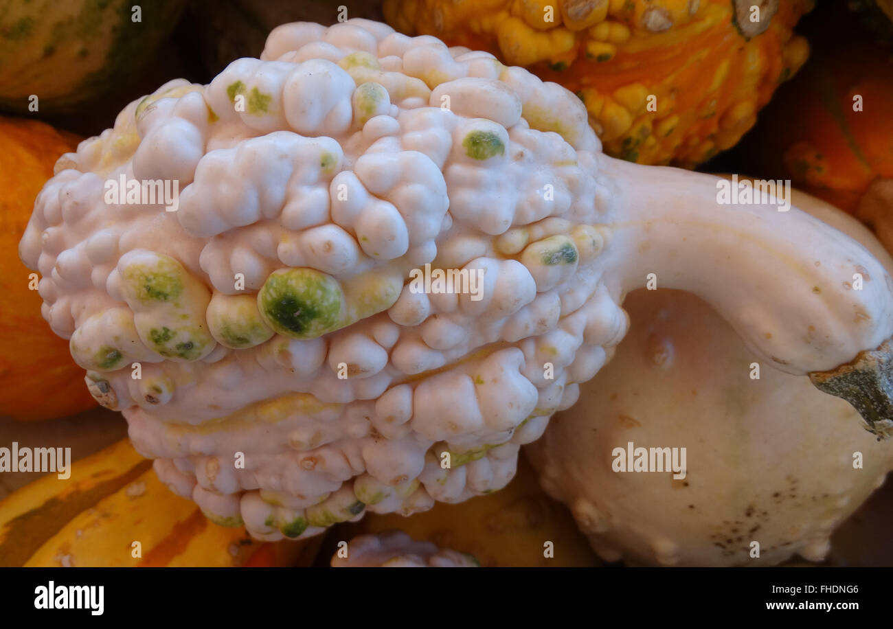 Cucurbita pepo, warty long neck gourd, family Cucurbitaceae, ornamental gourd produced on a vine with tendrils, yellow flowers a Stock Photo