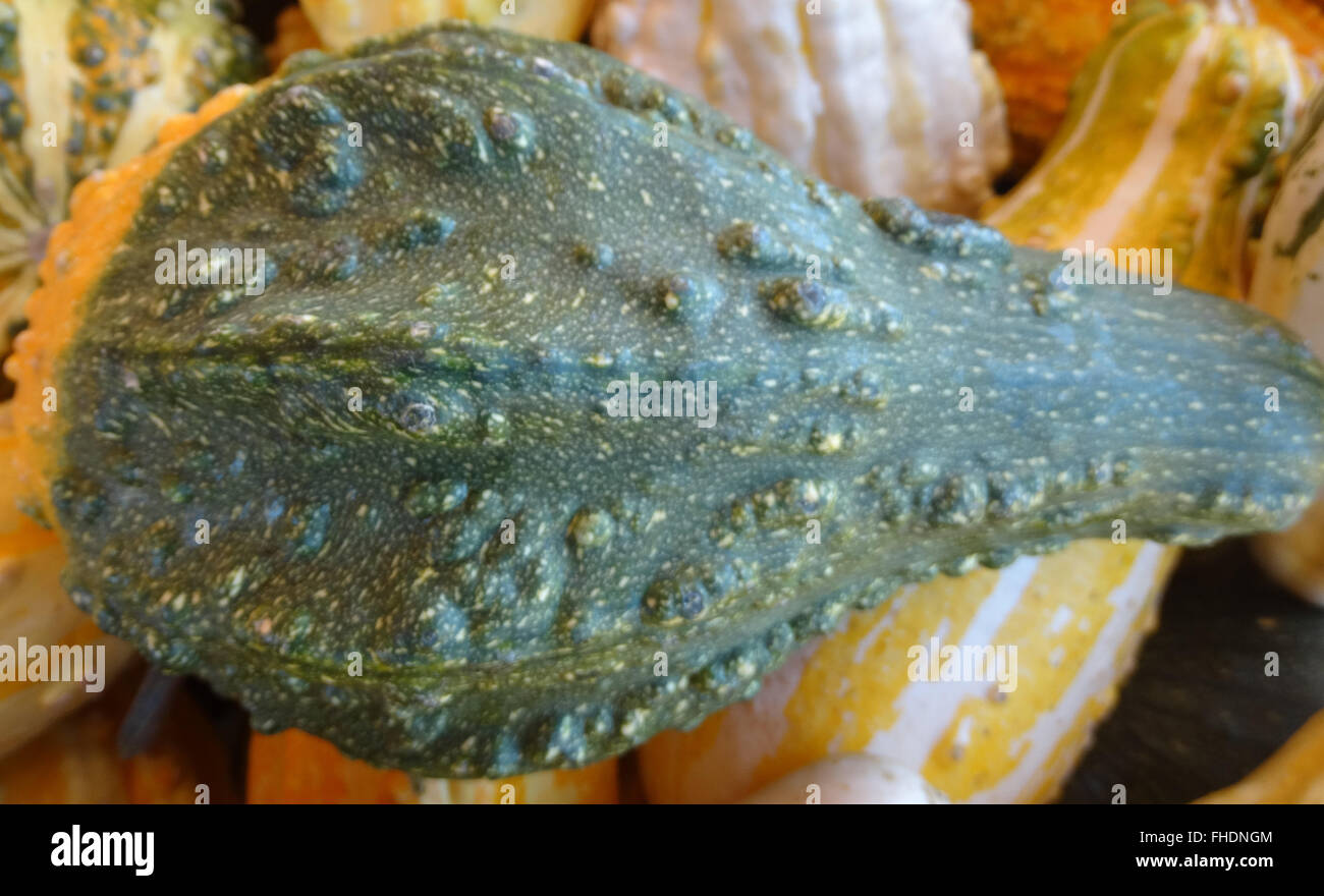 cucurbita-pepo-warty-gourd-ornamental-gourd-with-warty-surface