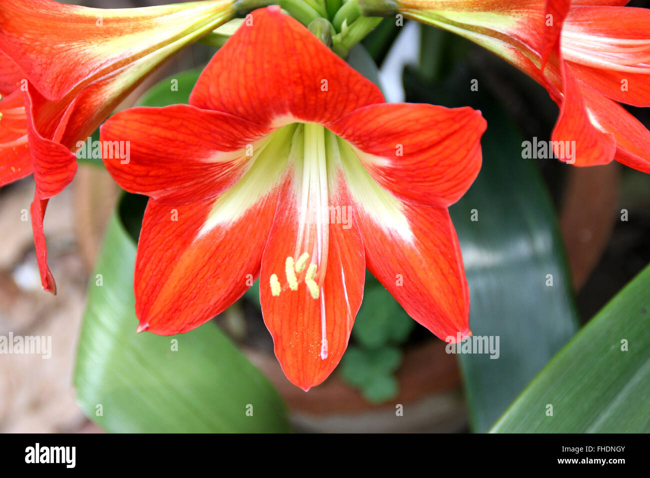 Hippeastrum reginae, Garden Amaryllis, bulbous ornamental herb, with strap shaped leaves and orange red flowers, in umbel Stock Photo