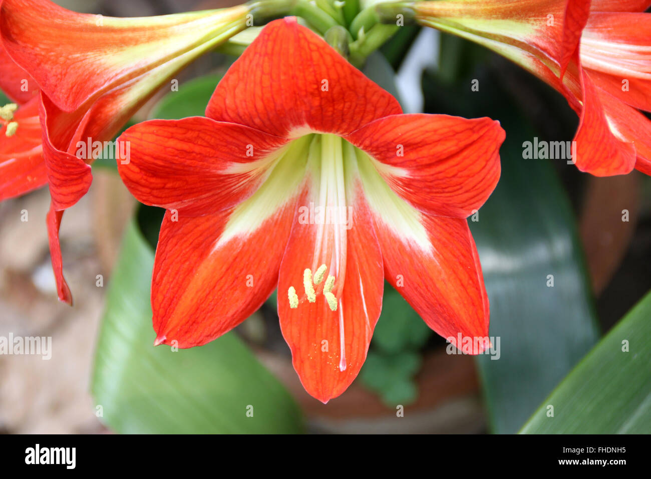 Hippeastrum reginae, Garden Amaryllis, bulbous ornamental herb, with strap shaped leaves and orange red flowers, in umbel Stock Photo