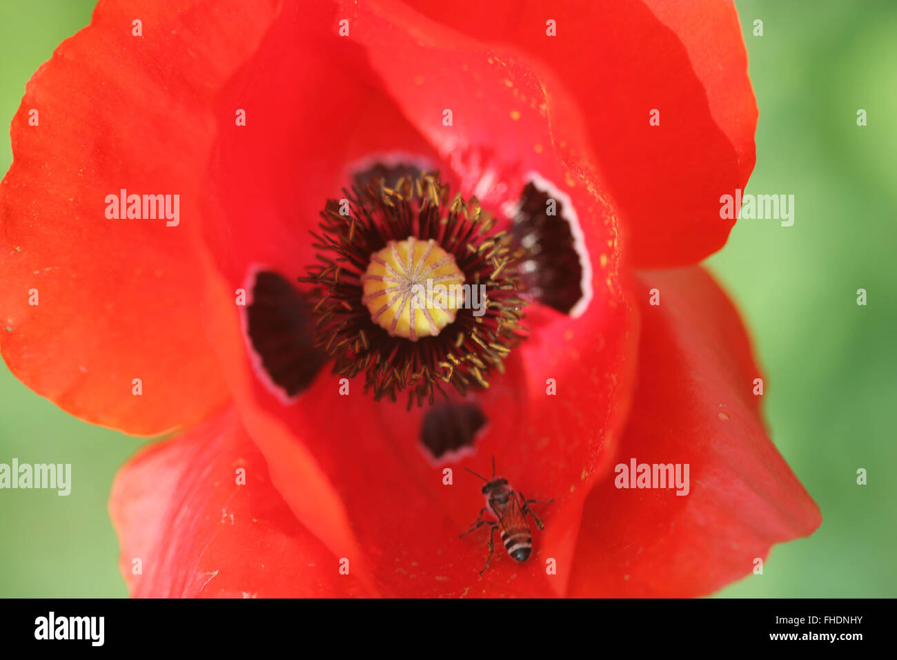 Papaver rhoeas, Corn poppy, common poppy, Cultivated annual herb with pinnately divided leaves and red flowers on long stalks Stock Photo