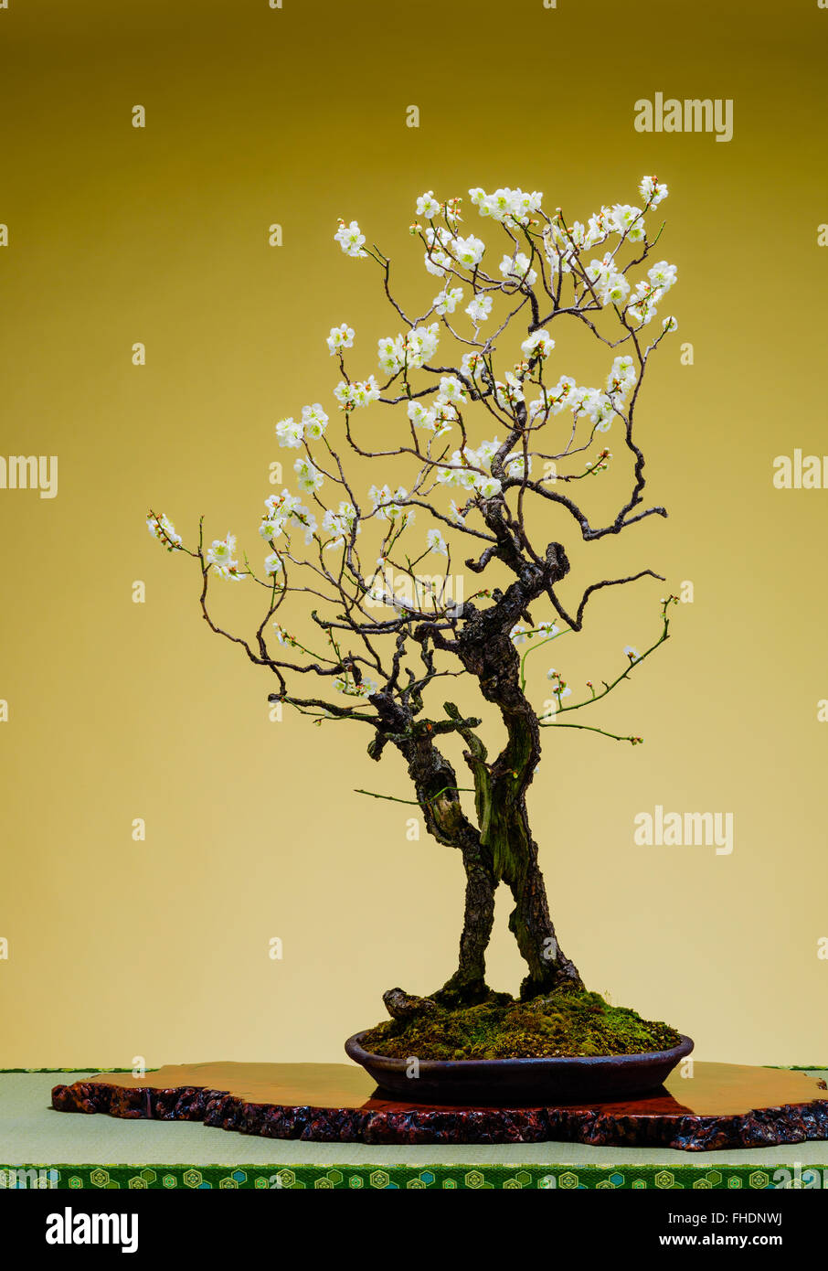 Bonsai Plane Tree High Resolution Stock Photography and Images - Alamy Bonsai Plane Tree High Resolution Stock Photography and Images - Alamy