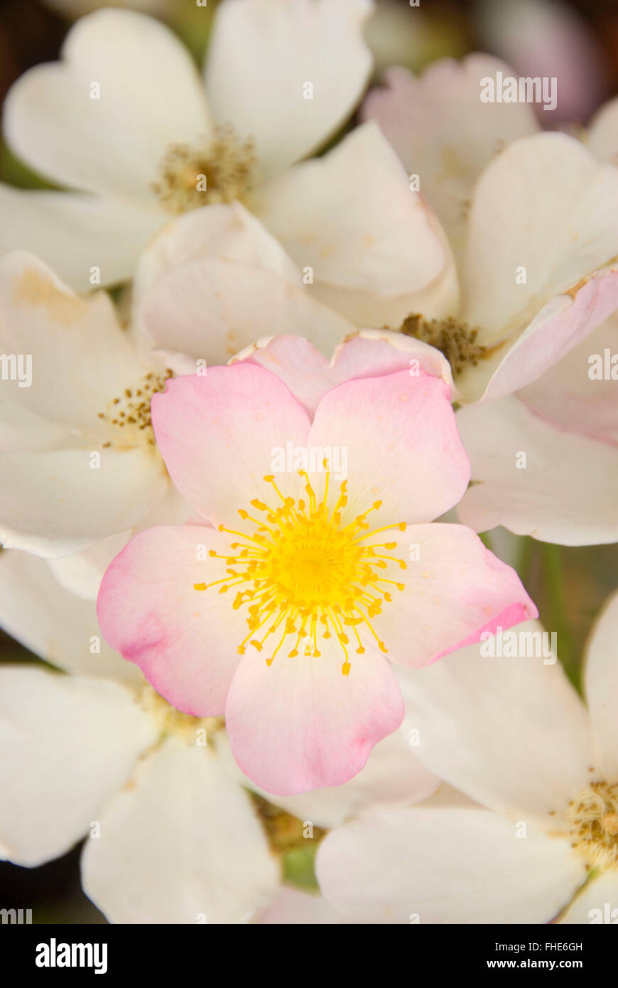 Lyda rose, Heirloom Roses, St Paul, Oregon Stock Photo - Alamy