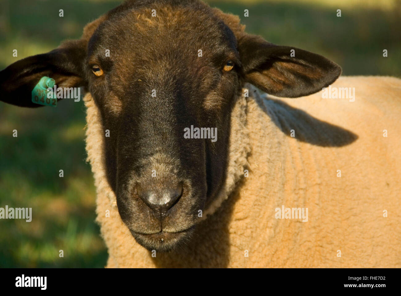 Suffolk sheep ram, Marion County, Oregon Stock Photo