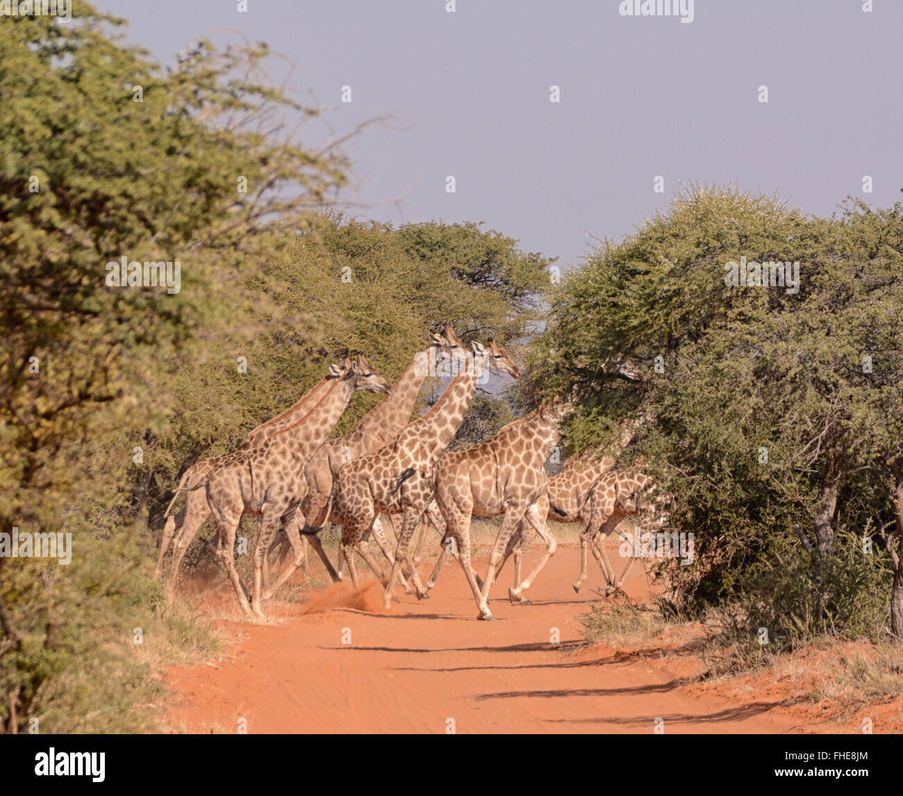 Group giraffes in bush in hi-res stock photography and images - Alamy