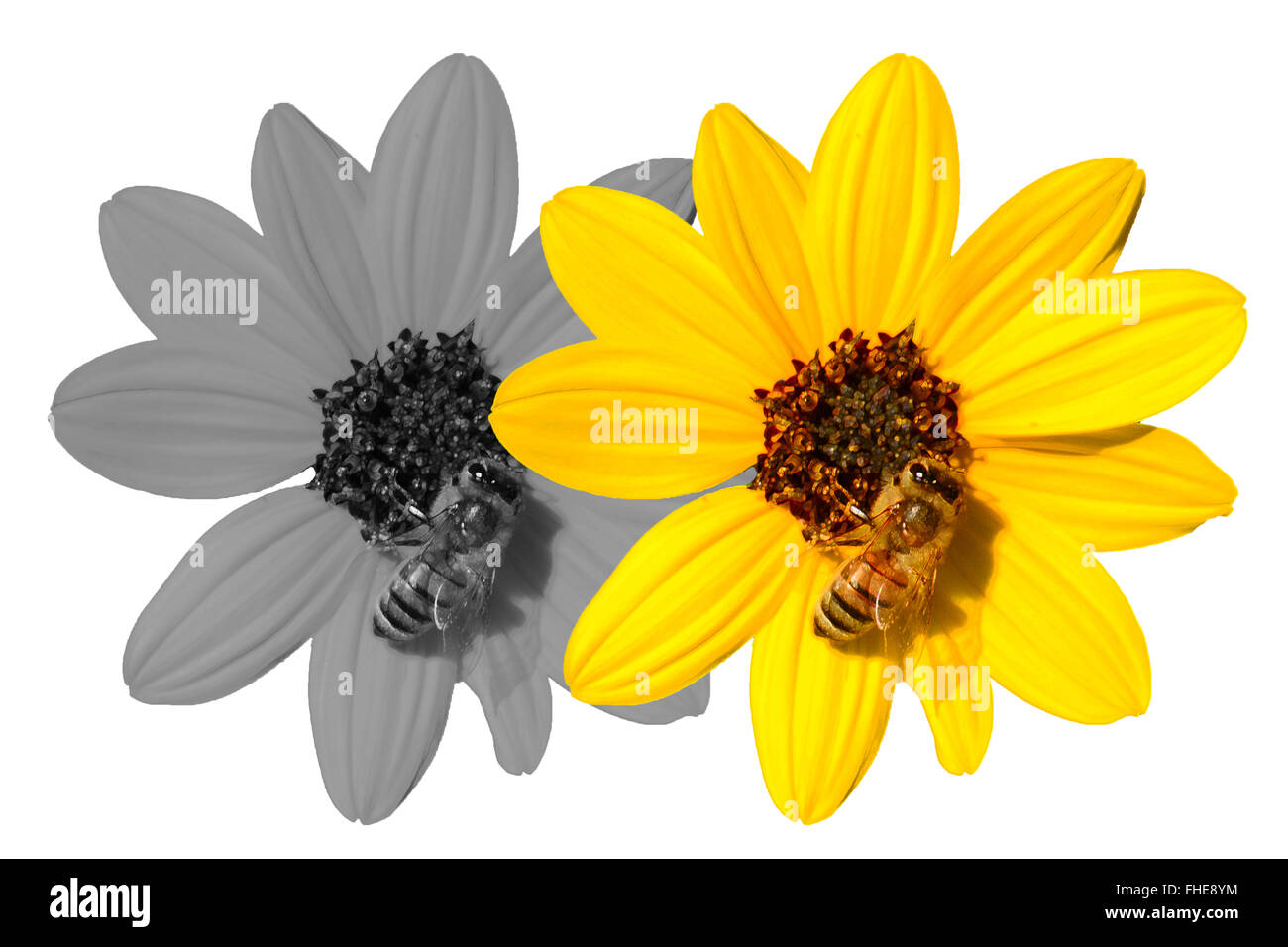 Wildflowers Honey Bees Illustration Art Stock Photo