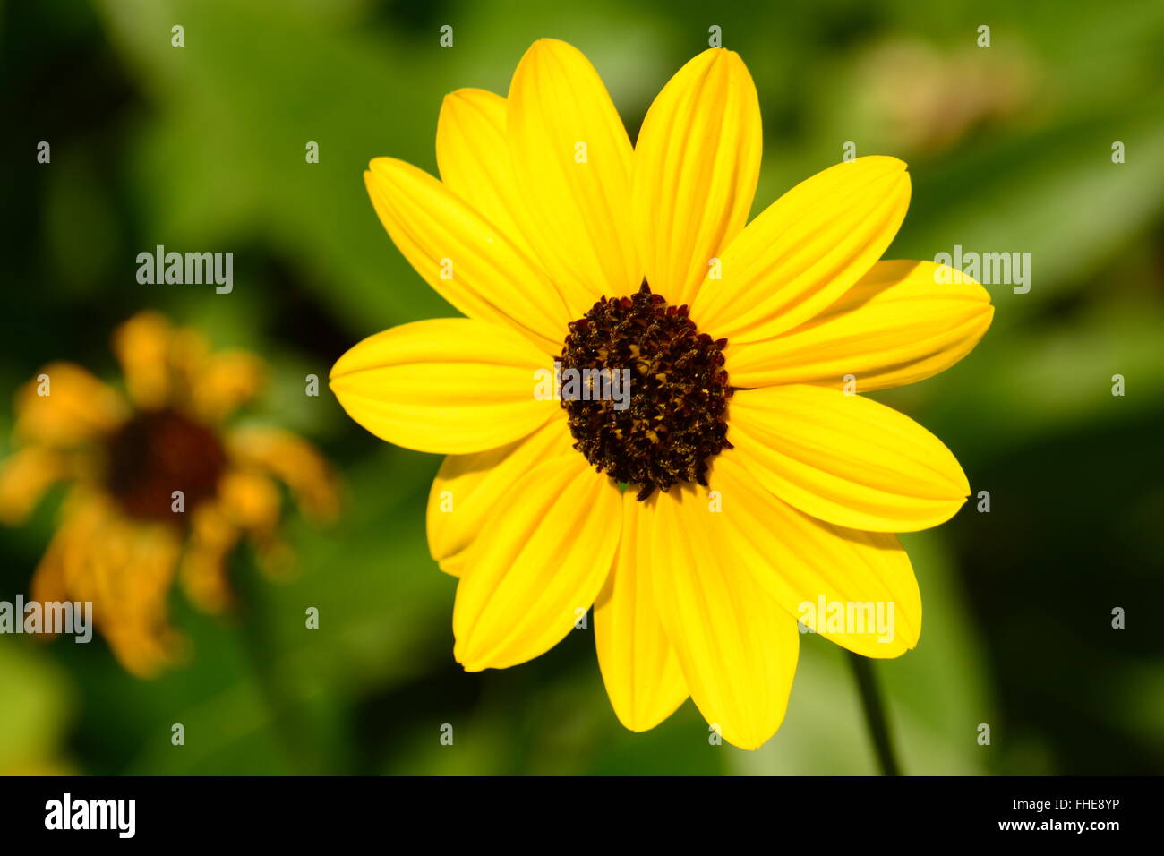 Yellow Wildflower Stock Photo