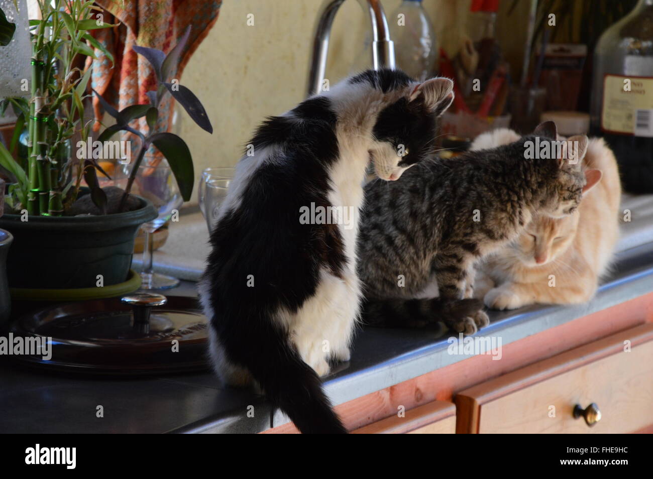 Cats in a kitchen Stock Photo Alamy