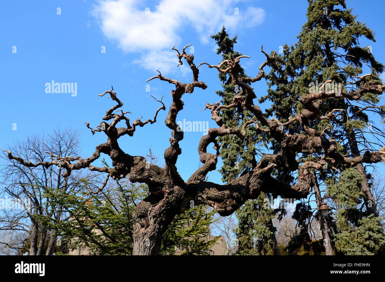 Contorted and twisted tree branches and texture bark with leaves with ...