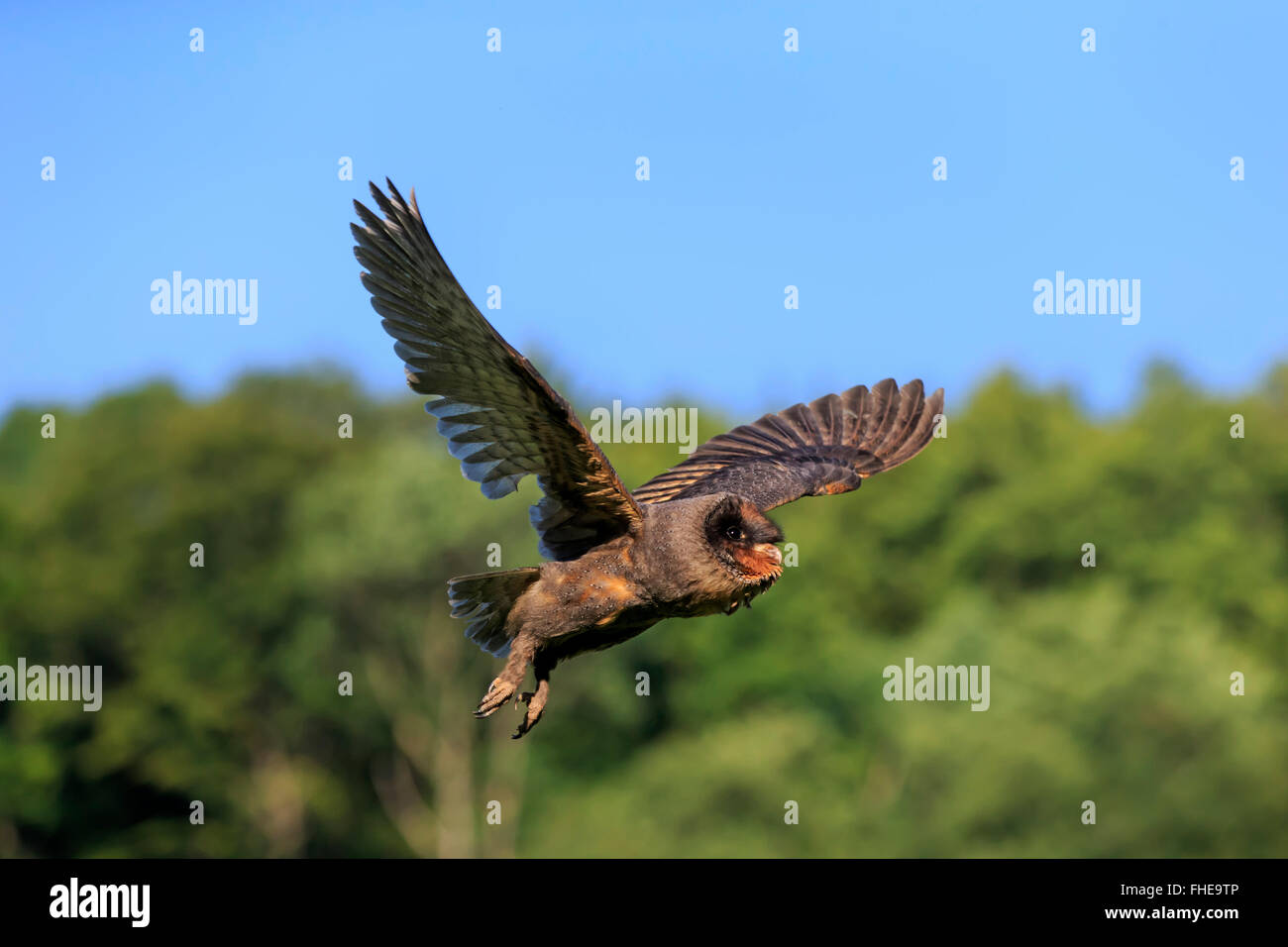 Sao Tome Barn Owl / (Tyto thomensis) Stock Photo