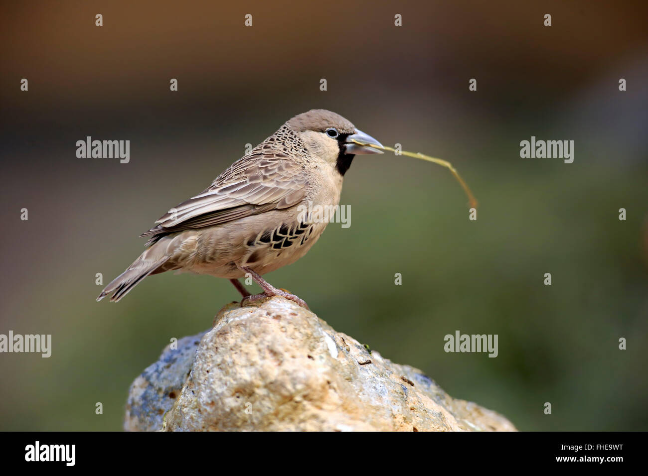 Sociable Weaver, adult with nesting material, South Africa, Africa / (Philetairus socius) Stock Photo