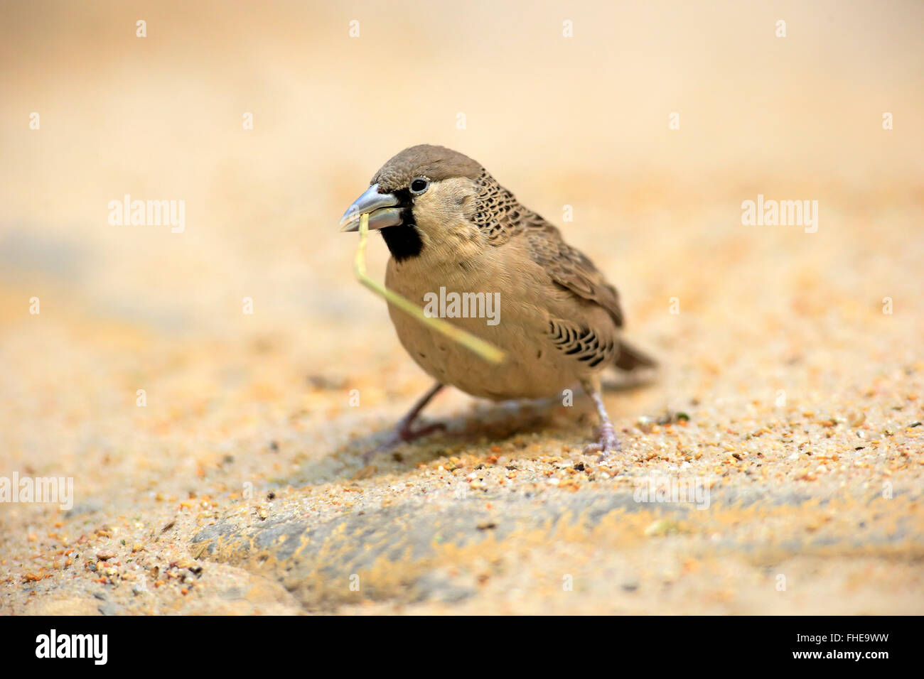 Sociable Weaver, adult with nesting material, South Africa, Africa / (Philetairus socius) Stock Photo