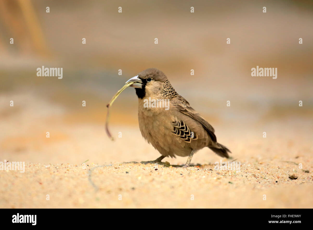 Sociable Weaver, adult with nesting material, South Africa, Africa / (Philetairus socius) Stock Photo