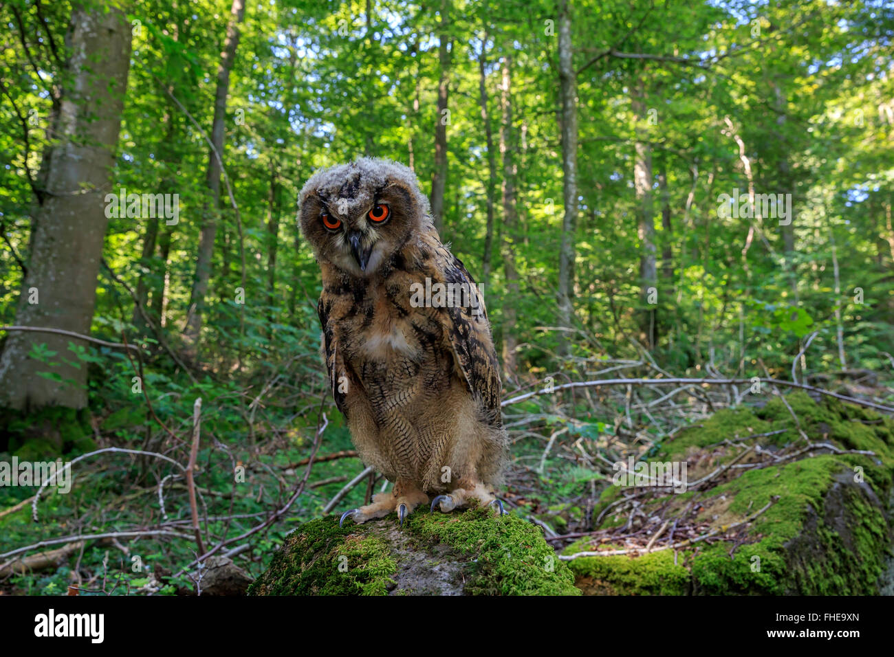 Eagle Owl, Pelm, Kasselburg, Eifel, Germany, Europe / (Bubo bubo) Stock Photo