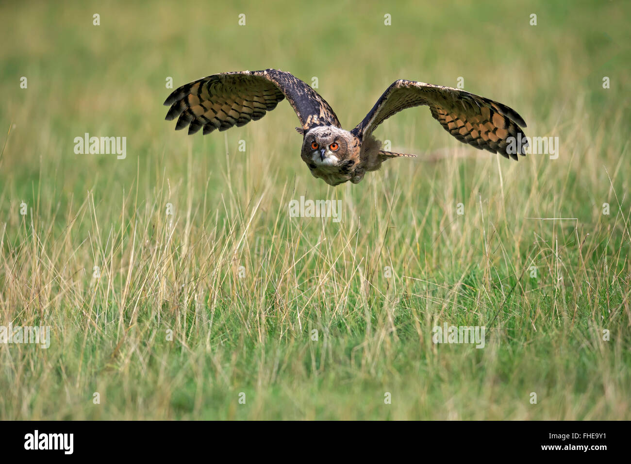 Eagle Owl, adult flying, Pelm, Kasselburg, Eifel, Germany, Europe / (Bubo bubo) Stock Photo