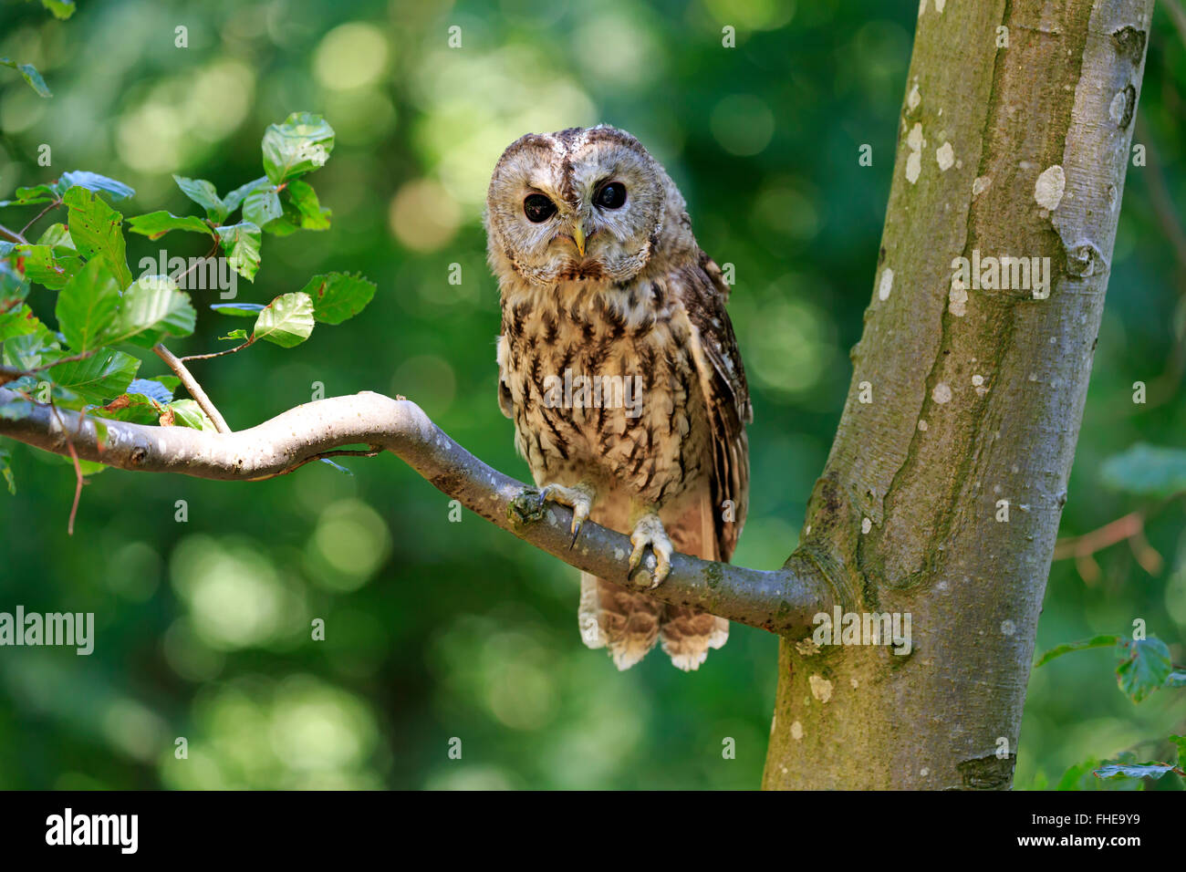 Tawny Owl, Pelm, Kasselburg, Eifel, Germany, Europe / (Strix aluco) Stock Photo