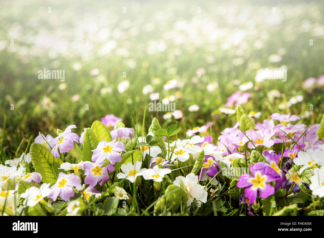 spring meadow in the sun, lot of copyspace Stock Photo
