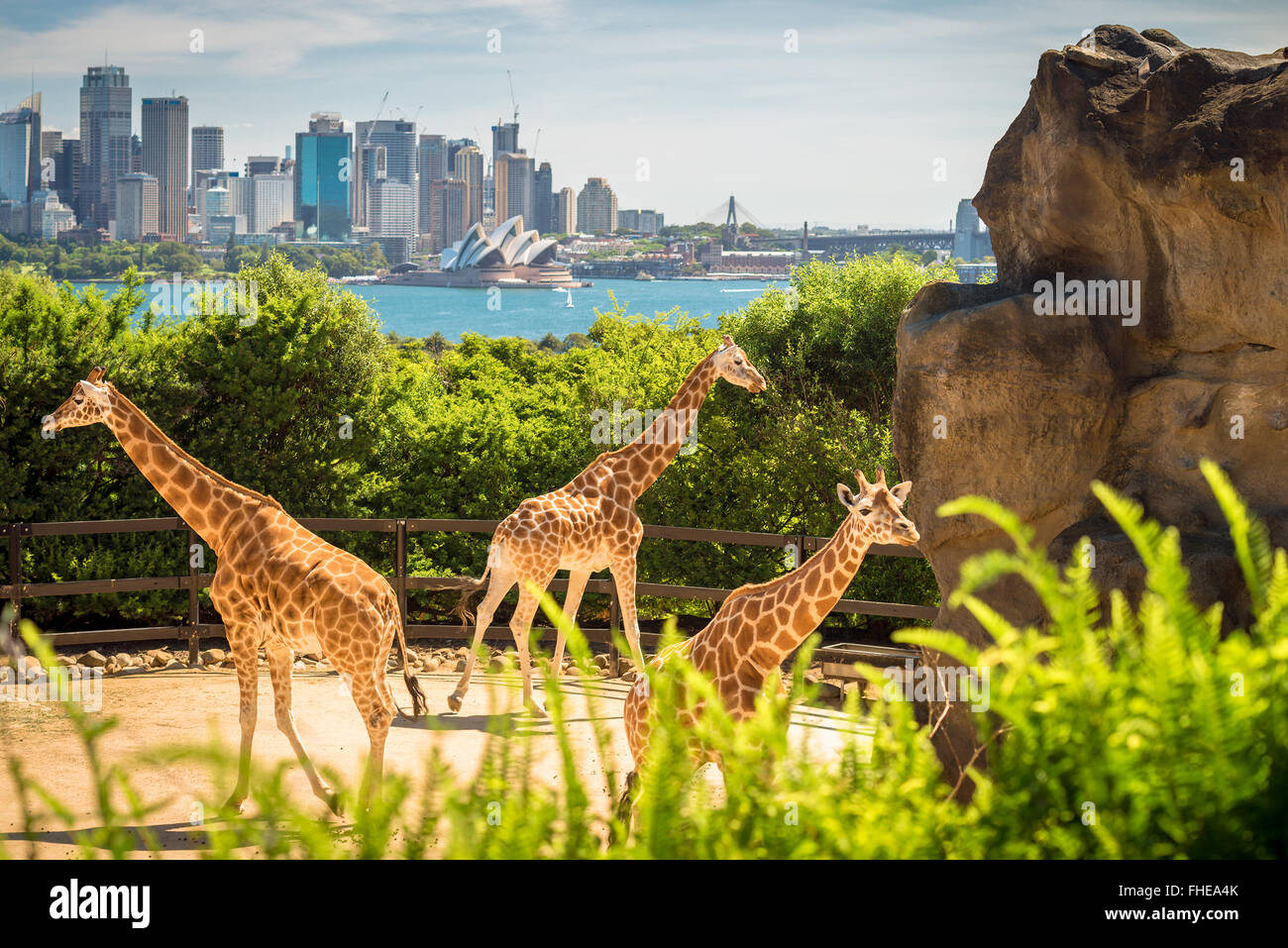 Sydney zoo hi-res stock photography and images - Alamy