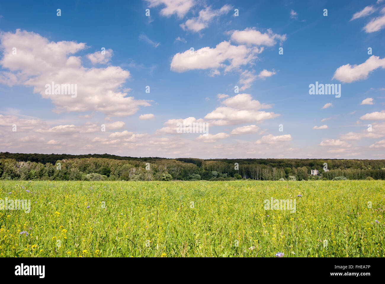 Green meadow under blue sky with clouds and forest in distance Stock ...