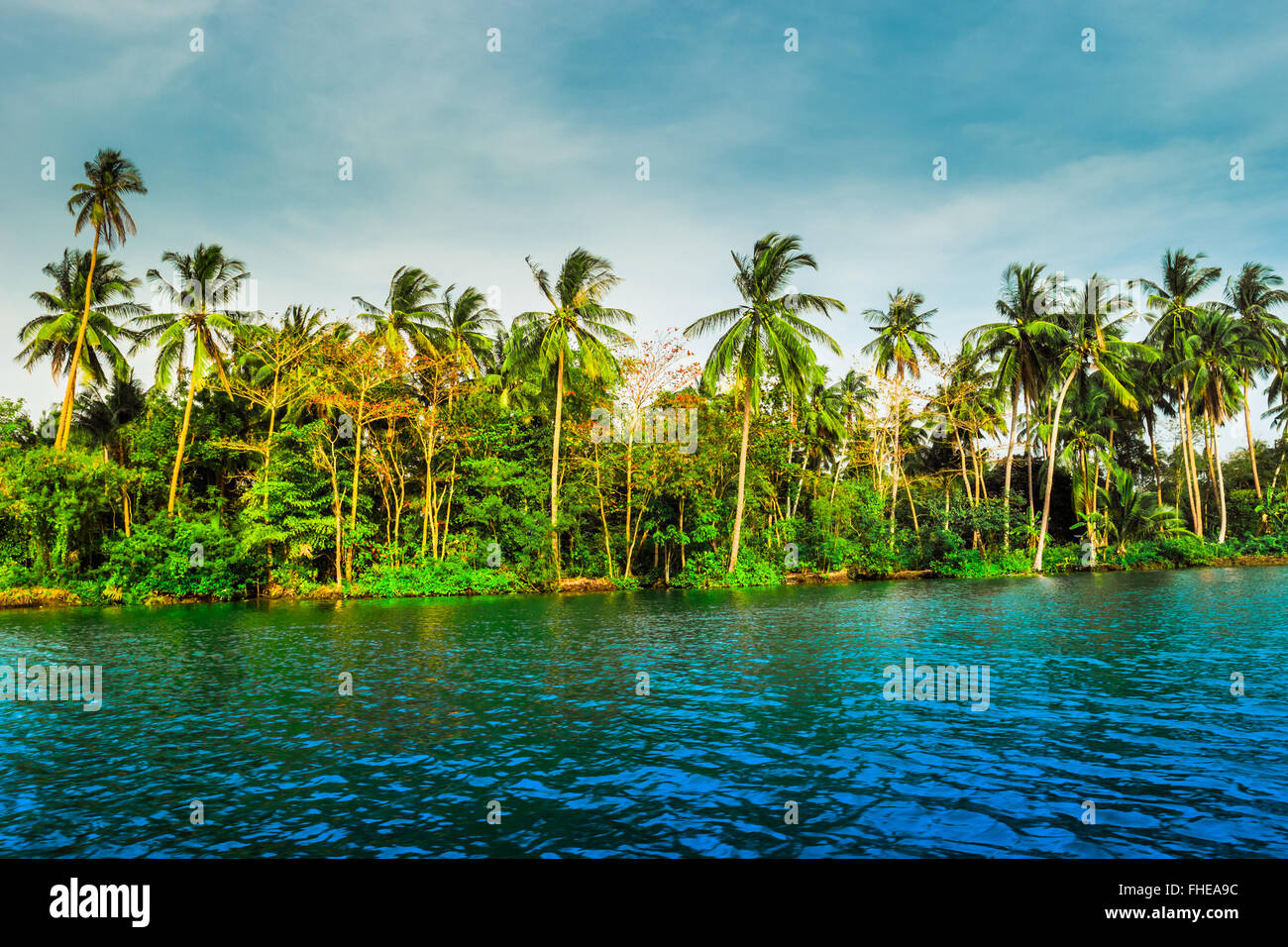 Palm trees on sea shore at beautiful sunny day Stock Photo - Alamy