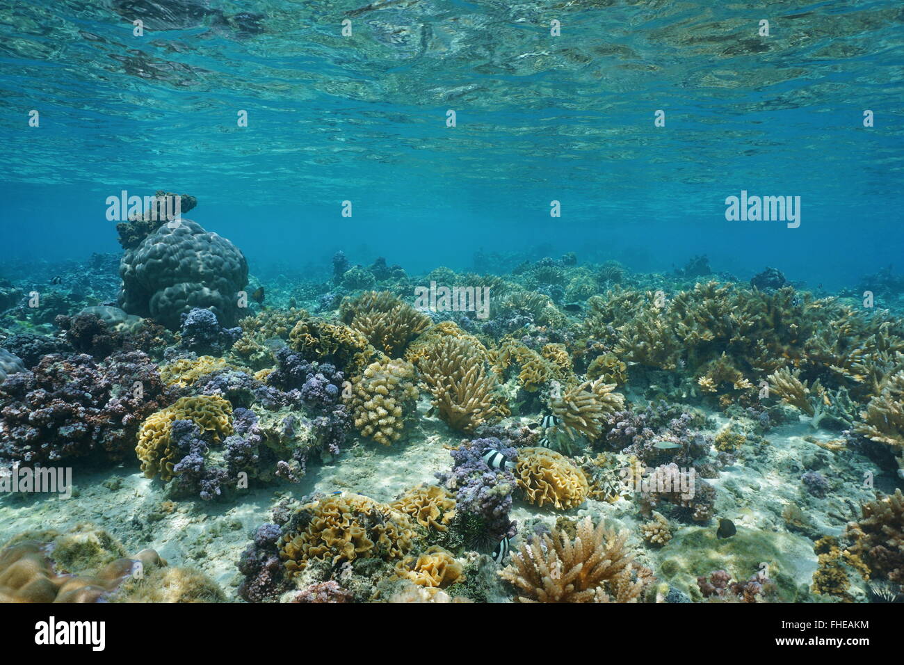Corals underwater in shallow water of the lagoon of Huahine, Pacific ocean, French Polynesia Stock Photo