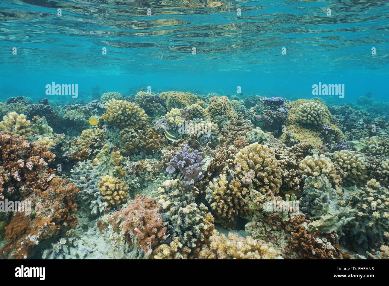 Underwater Coral Reef On A Shallow Ocean Floor Lagoon Of