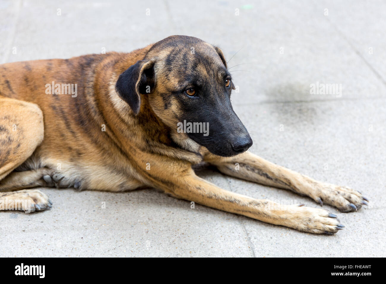 Hybrid animal hi-res stock photography and images - Alamy