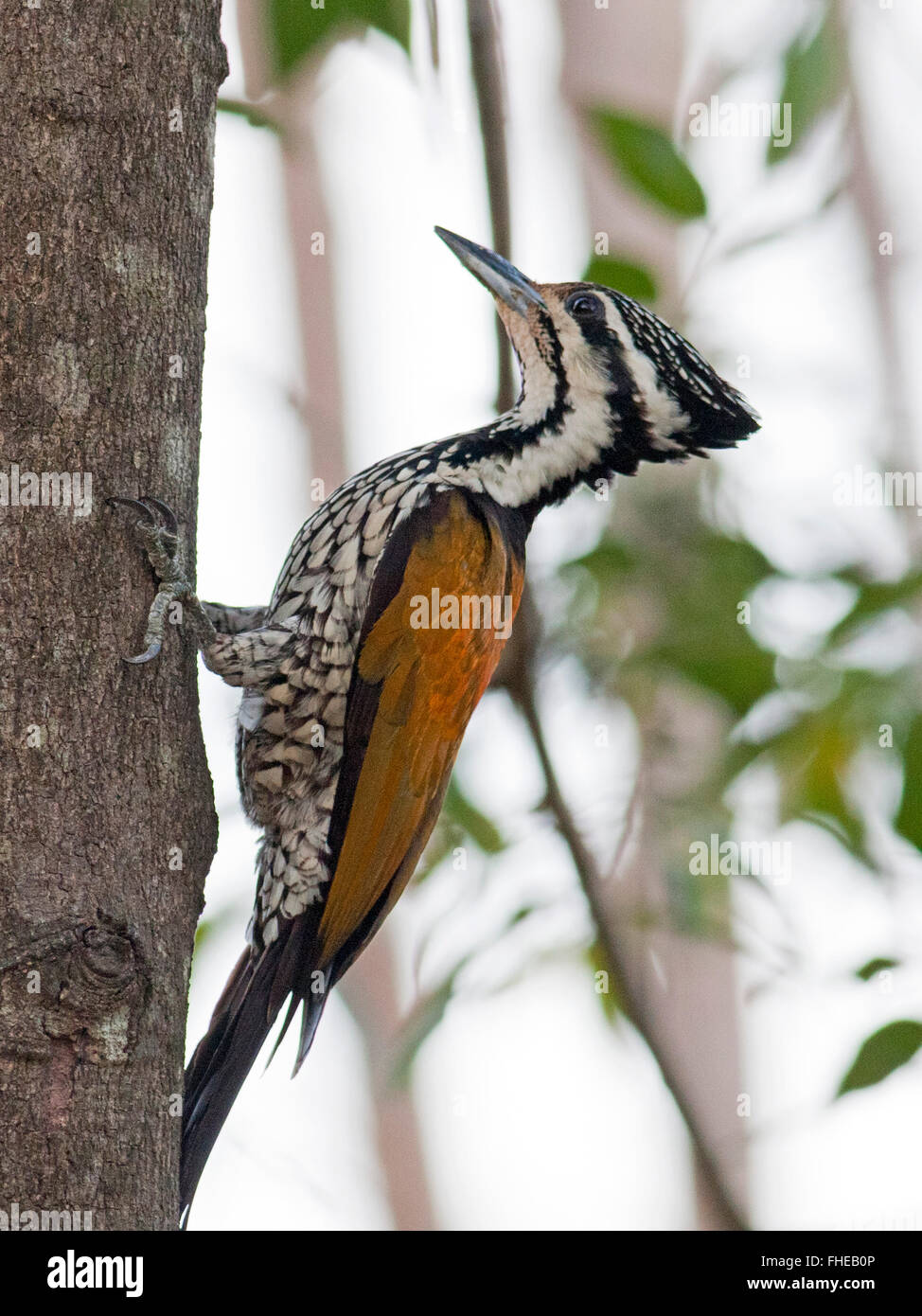 A female Common Flameback (Dinopium javanense) on a small tree trunk in the Thai forest Stock Photo