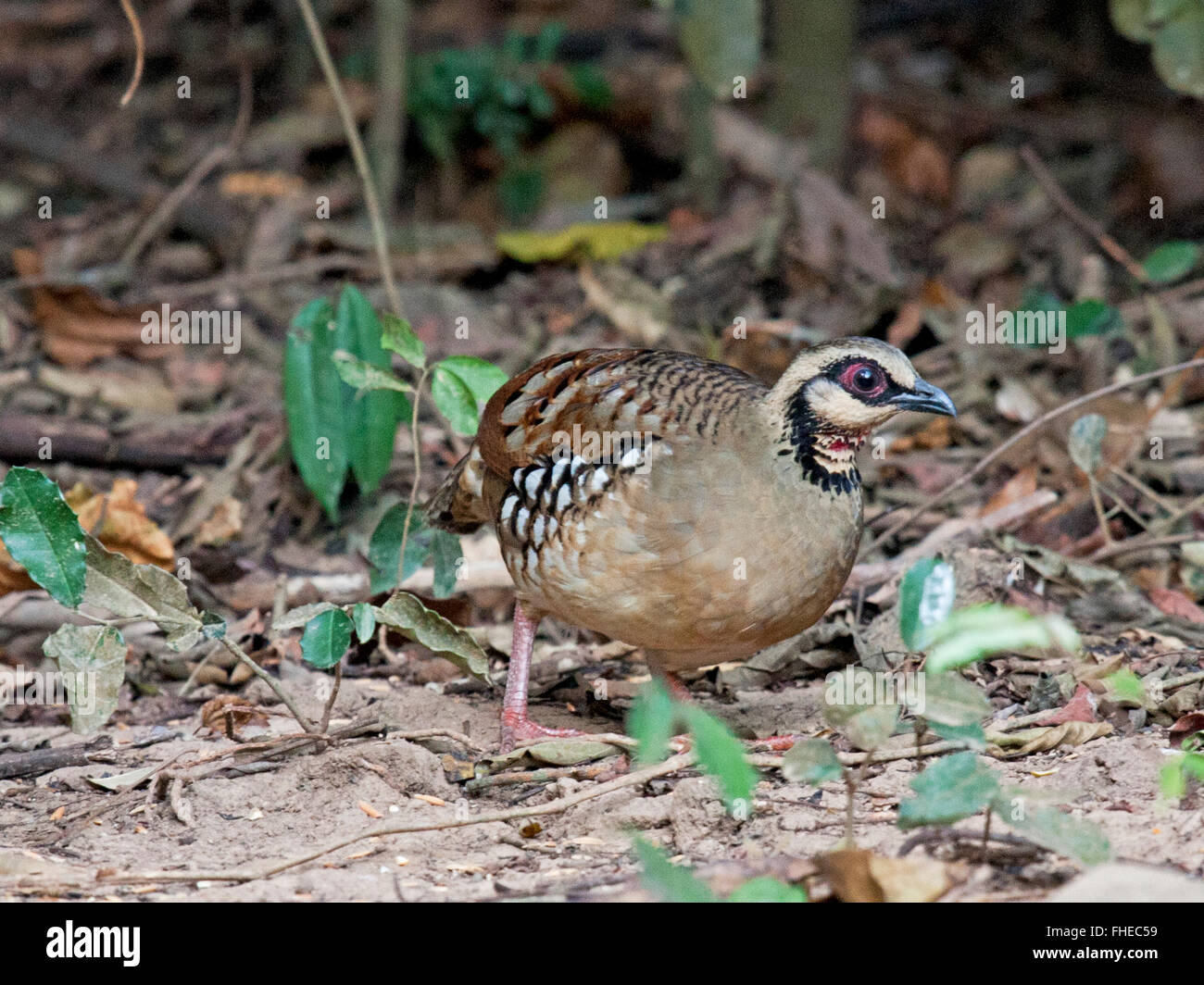 A Bar-backed Partridge (Arborophila brunneopectus) foraging on the forest floor in Thailand Stock Photo