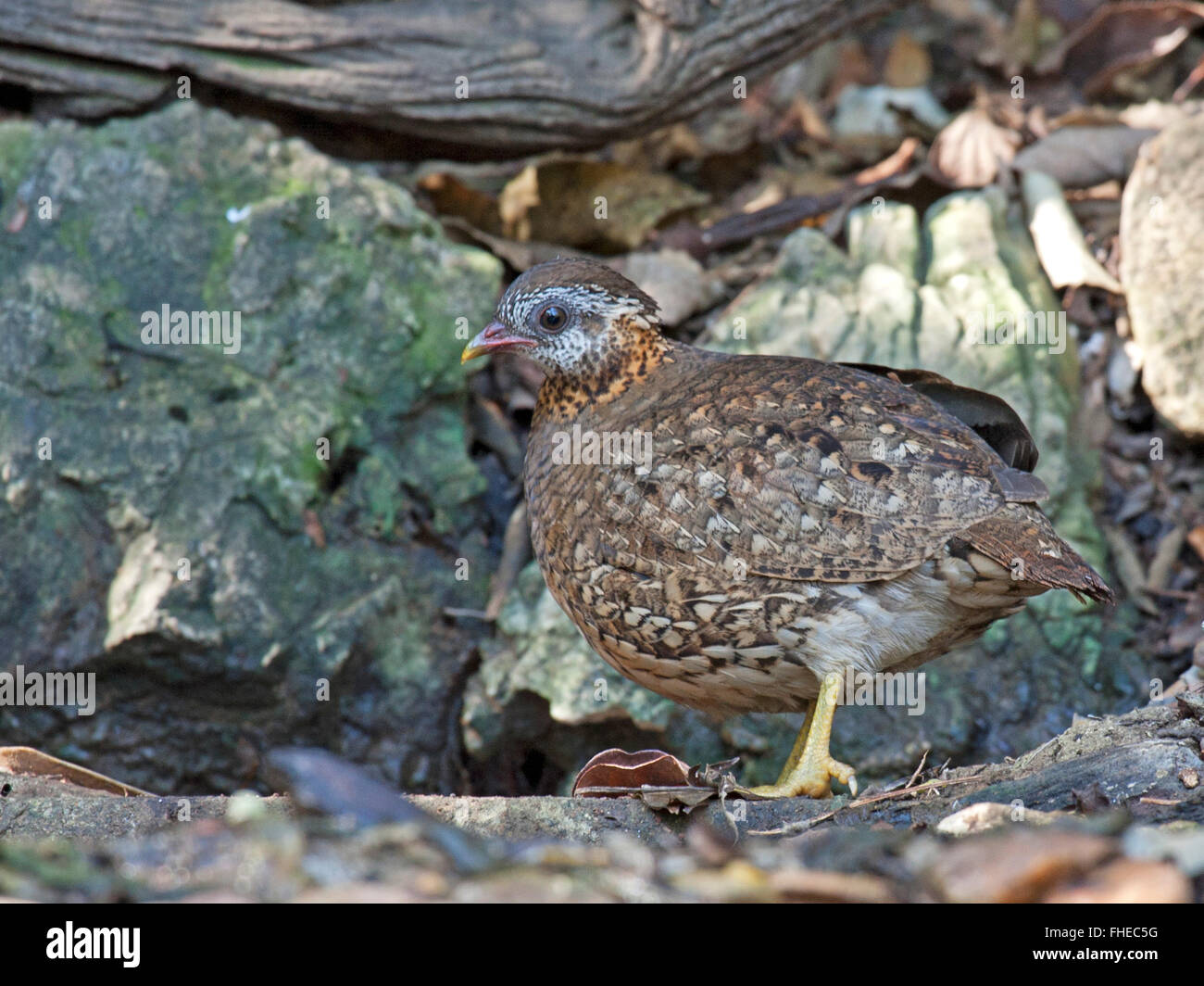 A Scaly-breasted Partridge (Arborophila chloropus) on the forest floor in Western Thailand Stock Photo