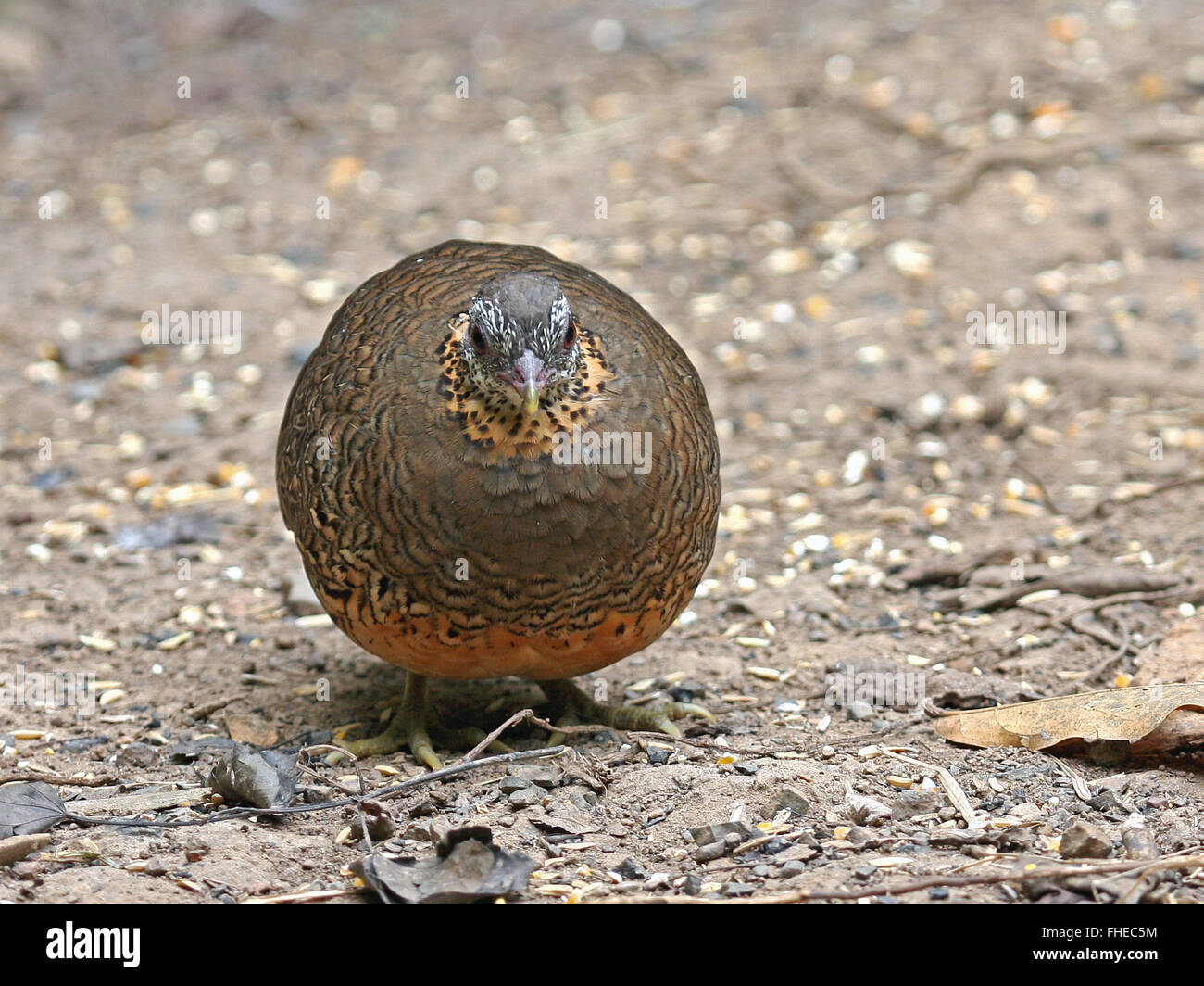 A Scaly-breasted Partridge (Arborophila chloropus) on the forest floor in Western Thailand Stock Photo