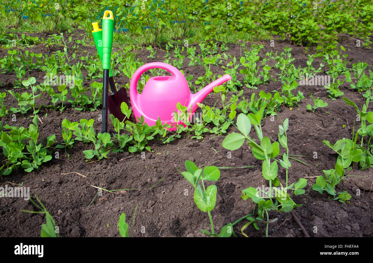 Gardening tools, watering can, seeds, plants and soil in spring garden Stock Photo