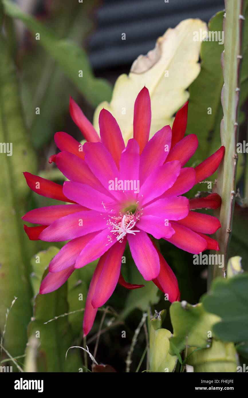 Bright pink or red Epiphyllum or known as Orchid cactus Stock Photo