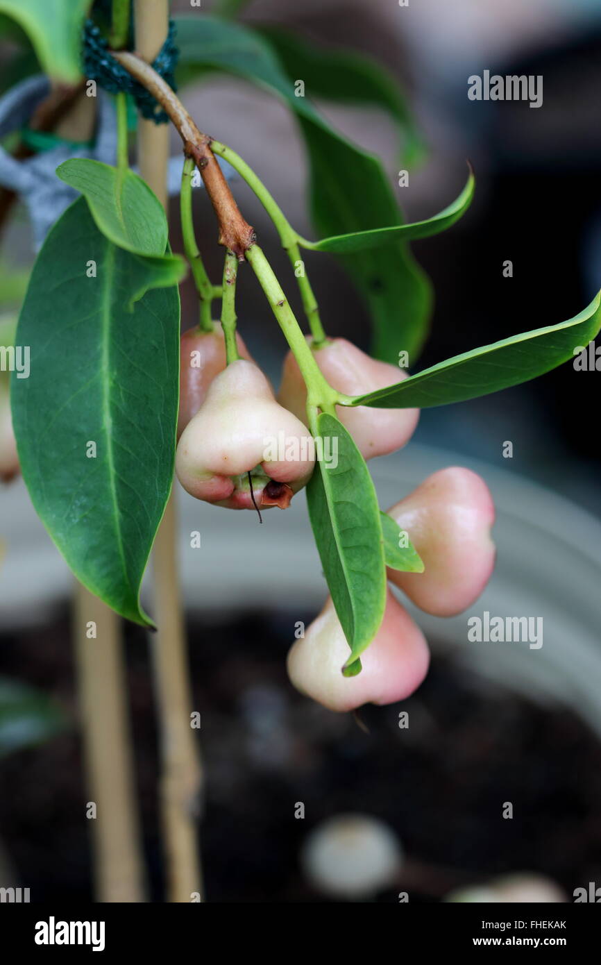 Syzgium samarangense or known as Wax Jambu growing on a  tree Stock Photo