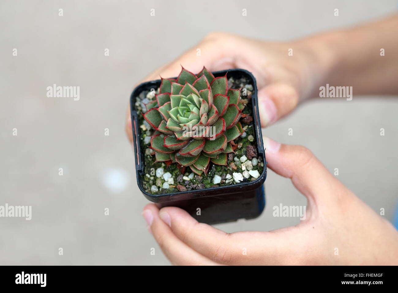 Echeveria Shamrock succulent Stock Photo