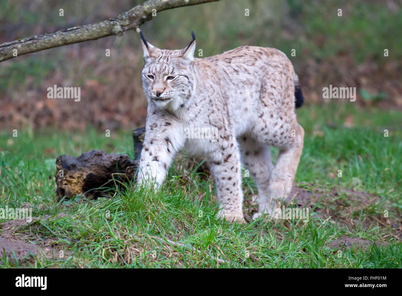 A single European Lynx walking in a clearing Stock Photo