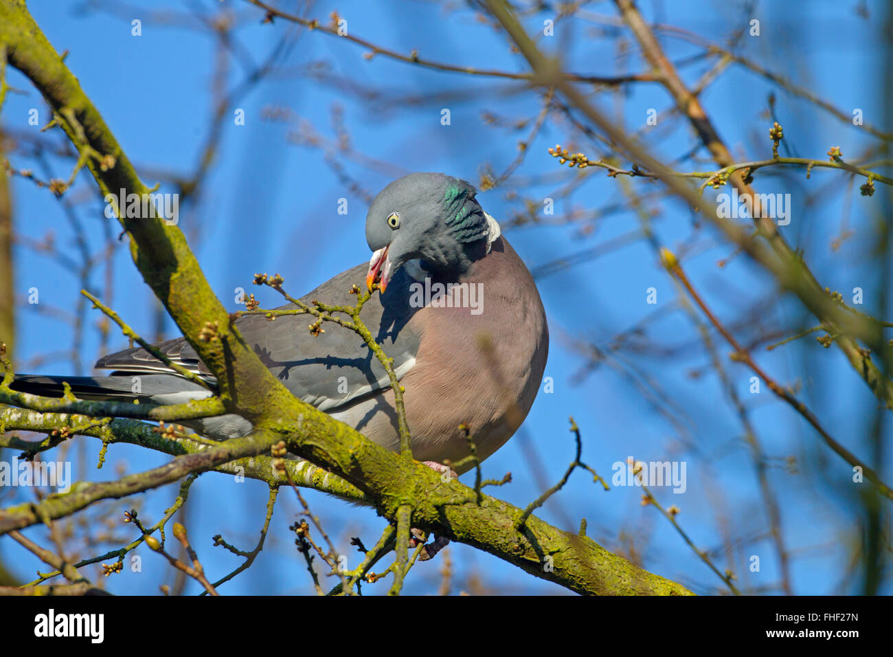Wood Pigeon Columba palumbus feeding on new tree buds against a blue-sky Stock Photo