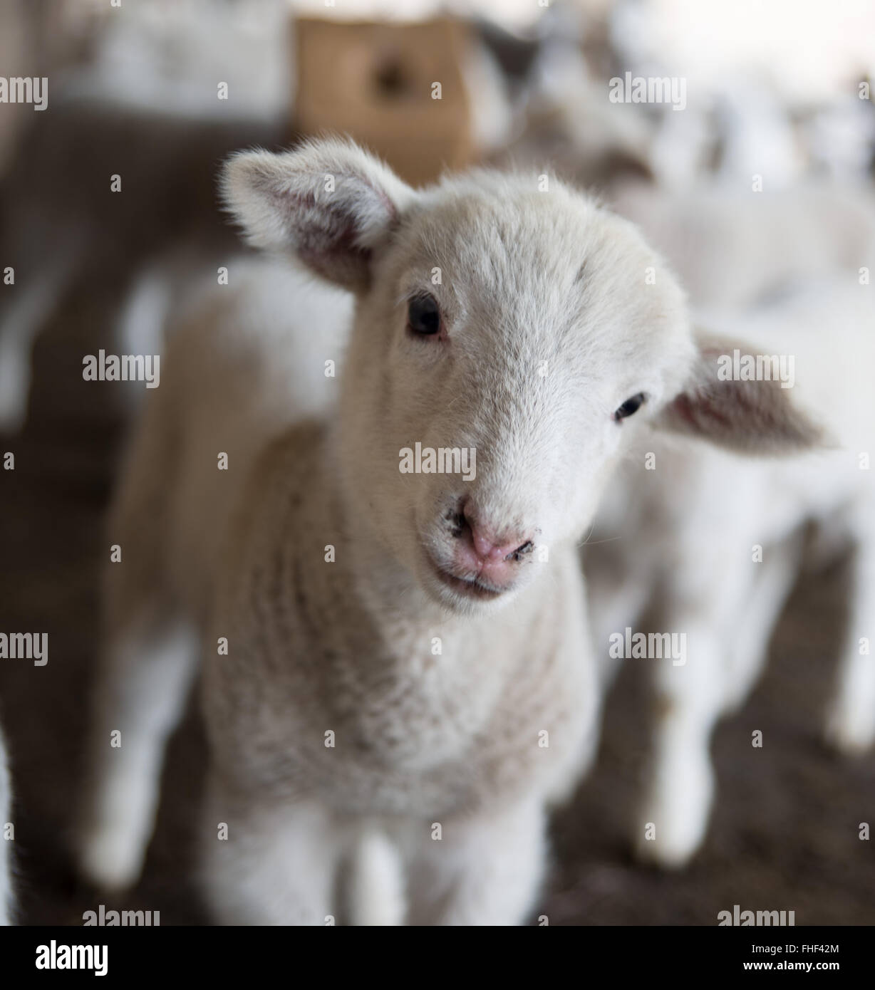 A one day old lamb on a farm in Ecuador Stock Photo