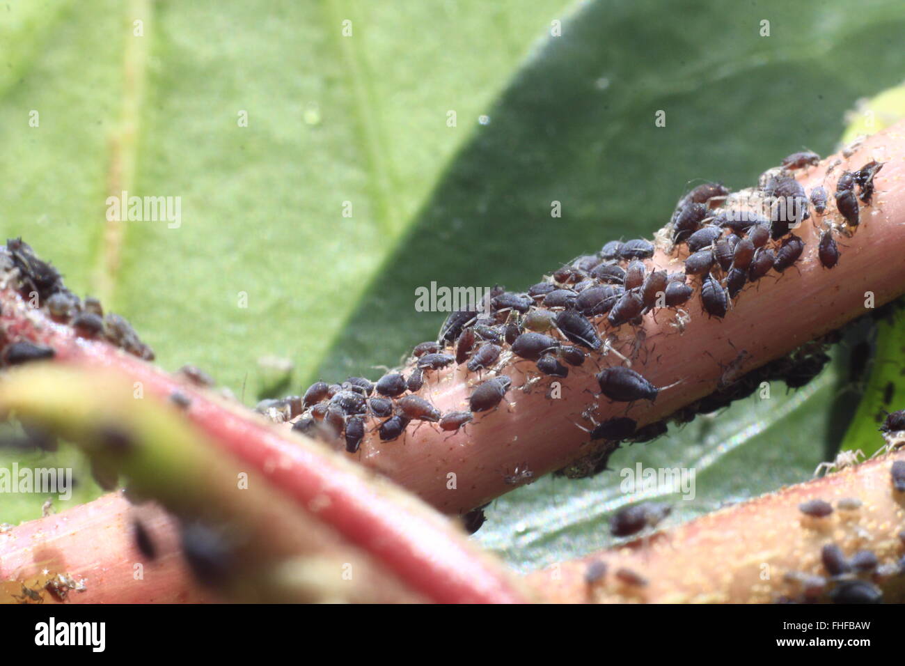 eating insect pest in an ivy Stock Photo Alamy