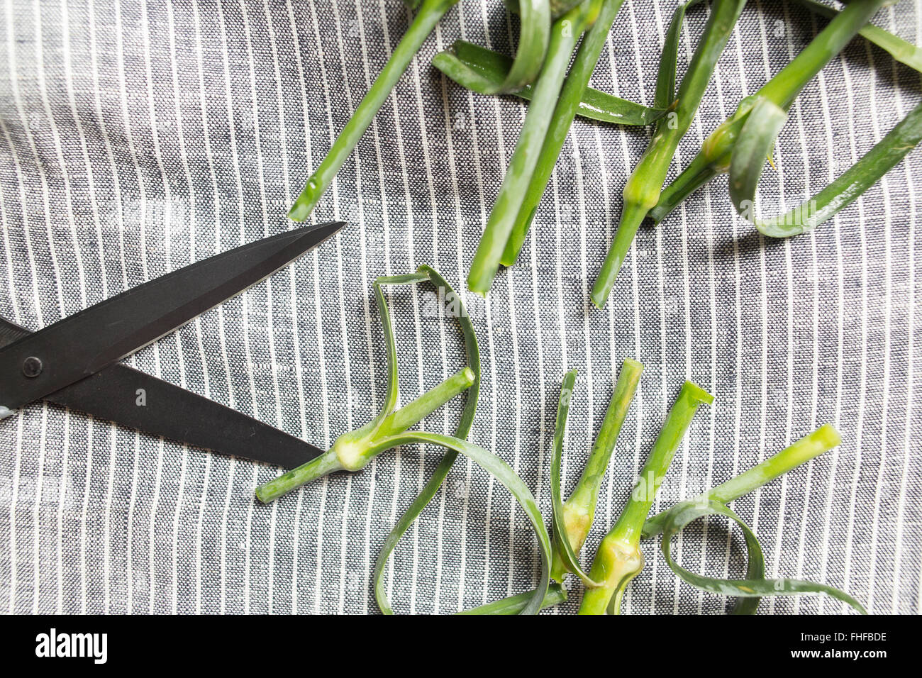 Scissors and cutted stems Stock Photo