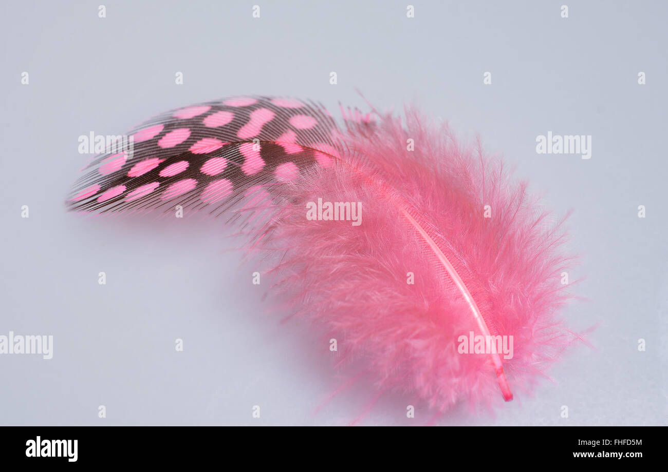 Pink Single Guinea Plumage Feather Stock Photo