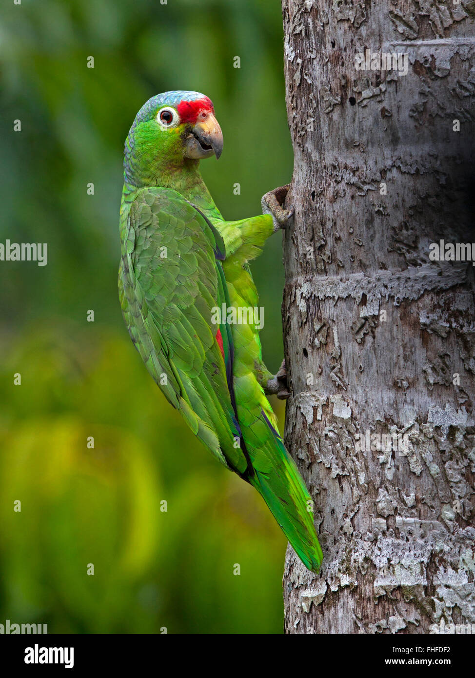 Red-lored parrot on tree Stock Photo