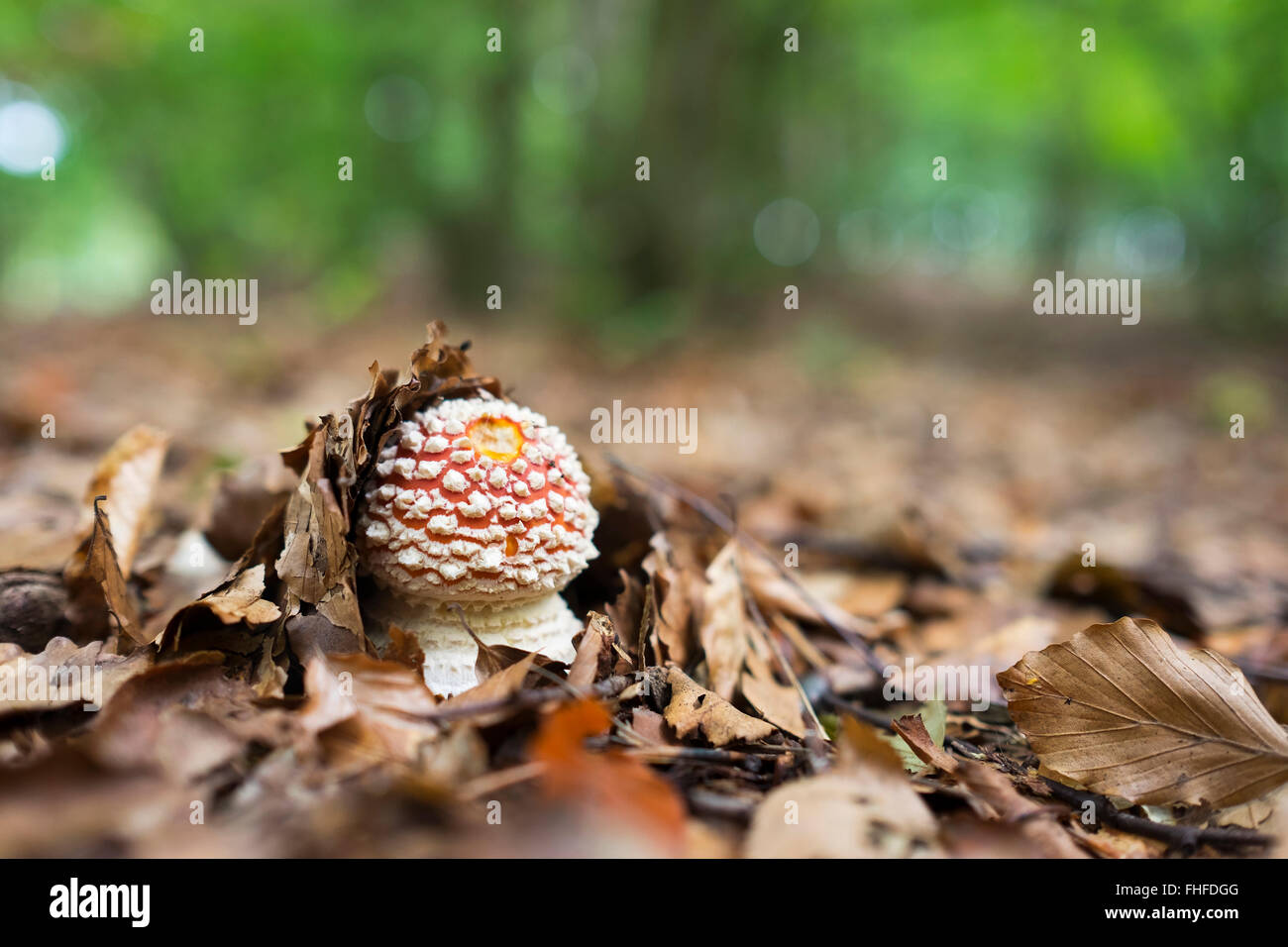 Ypung fly agaric, Amanita muscaria, autumn leaves Stock Photo